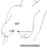 Latero medial view