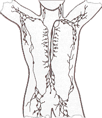 The lymphatic system