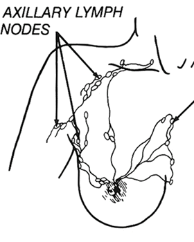 Axillary Lymph Nodes of the Breast